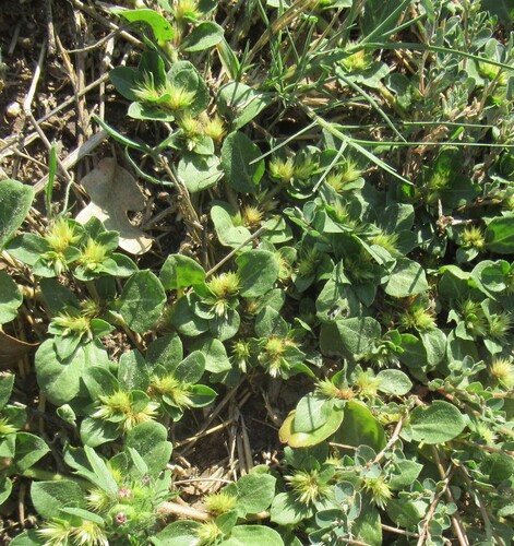 Alternanthera pungens, photograph 5