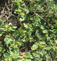 Alternanthera pungens, photograph (c) Linda Jo Conn, some rights reserved (CC BY)