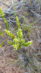 Anthospermum emirnense image