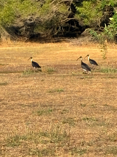 Straw-necked Ibis