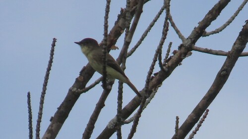 Eastern Phoebe