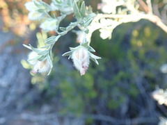 Amphithalea tomentosa