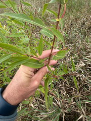 Salix amygdaloides