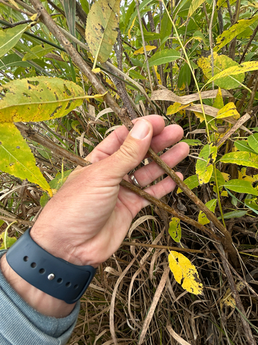 Salix amygdaloides, photograph 4