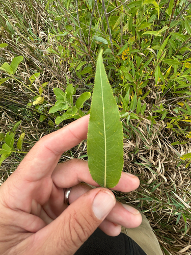 Salix amygdaloides, photograph 2