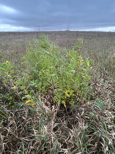 Salix amygdaloides, photograph 5
