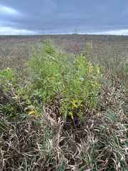 Salix amygdaloides, photograph author not stated, no rights reserved