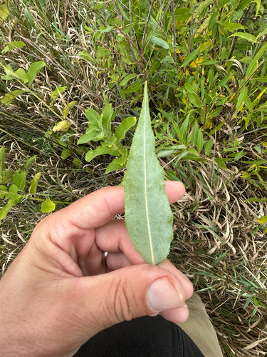 Salix amygdaloides, photograph 3
