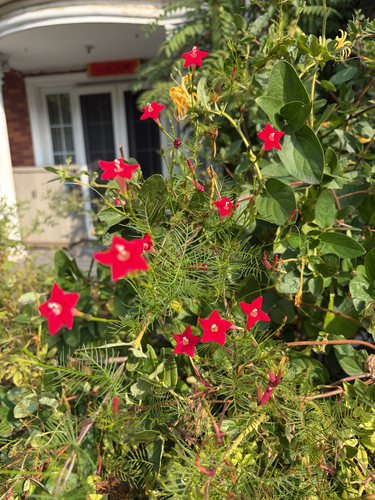 Cypress Vine