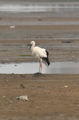 Oriental Stork