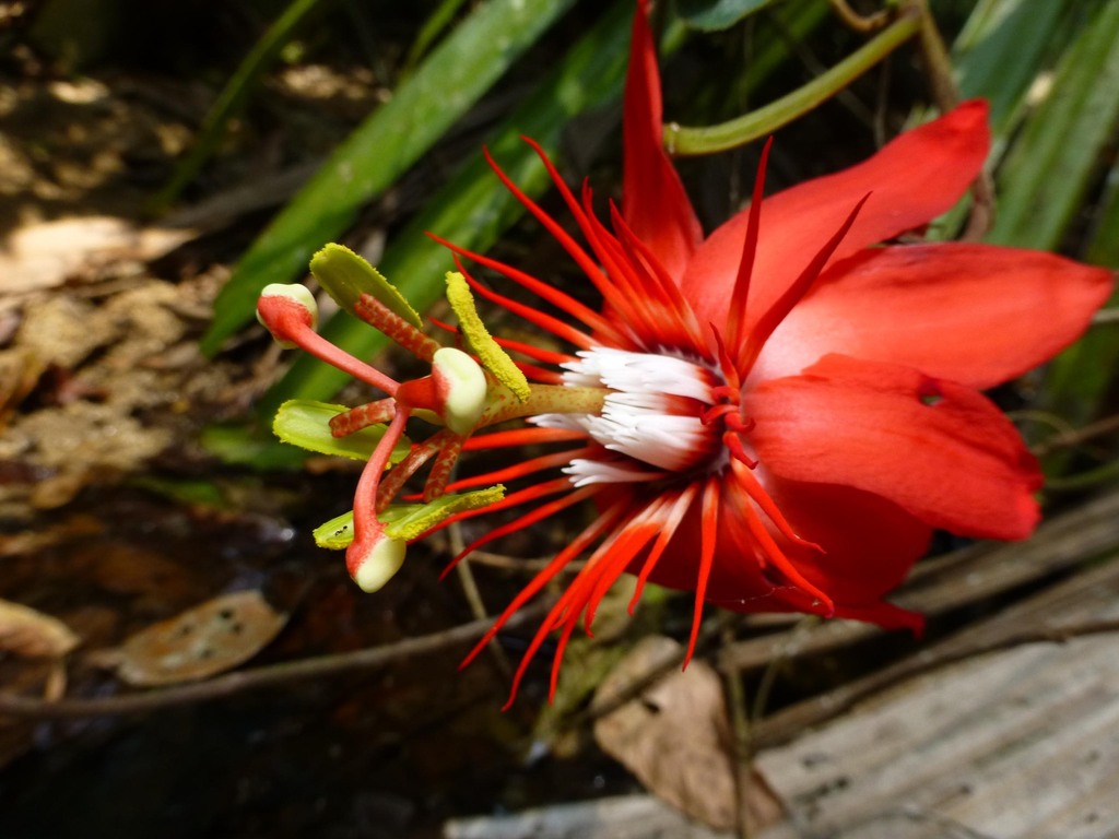 Passiflora vitifolia; photograph (c) Luis G Restrepo, some rights reserved (CC BY)