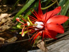 Passiflora vitifolia