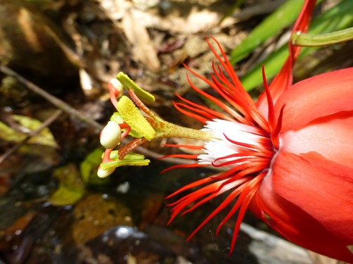 Passiflora vitifolia, photograph 2