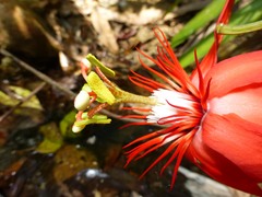 (c) Luis G Restrepo, some rights reserved (CC BY) Passiflora vitifolia, photograph (c) Luis G Restrepo, some rights reserved (CC BY)