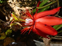 (c) Luis G Restrepo, some rights reserved (CC BY) Passiflora vitifolia, photograph (c) Luis G Restrepo, some rights reserved (CC BY)