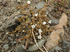 Epilobium angustum
