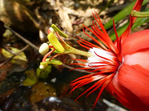 Passiflora vitifolia, photograph 3
