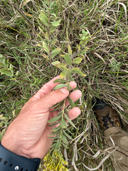 Solidago mollis, photograph author not stated, no rights reserved