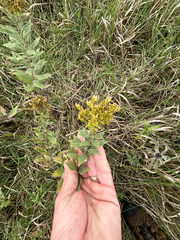 Solidago mollis, photograph author not stated, no rights reserved