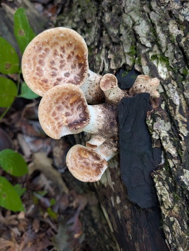 Dryad's Saddle