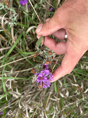 Symphyotrichum sericeum
