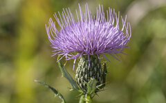 Cirsium discolor