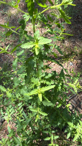 Aureolaria pedicularia, photograph 2