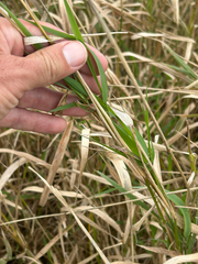 Phalaris arundinacea, photograph author not stated, no rights reserved