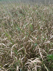 Phalaris arundinacea, photograph author not stated, no rights reserved