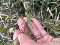 Symphyotrichum ericoides, photograph author not stated, no rights reserved