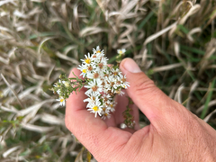 author not stated, no rights reserved Symphyotrichum ericoides, photograph author not stated, no rights reserved