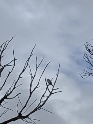 Black-faced Cuckooshrike