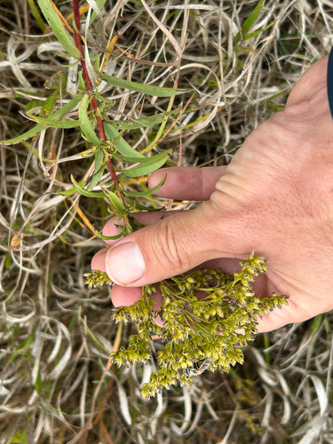 Solidago missouriensis, photograph 1