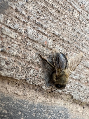 Western Honey Bee