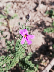 Jamesbrittenia pinnatifida