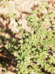 Jamesbrittenia pinnatifida