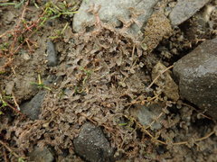 Leptinella maniototo