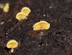 Crepidotus stromaticus