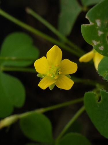 Oxalis stricta, photograph 6