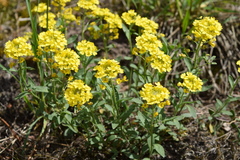 Alyssum montanum gmelinii
