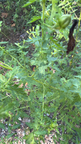 Aureolaria pedicularia
