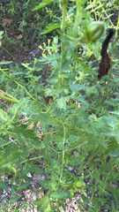 Aureolaria pedicularia