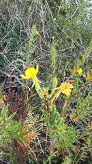 (c) The Wrong Industry, some rights reserved (CC BY) Oenothera parviflora, photograph (c) The Wrong Industry, some rights reserved (CC BY)
