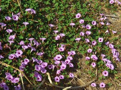Ipomoea cordatotriloba