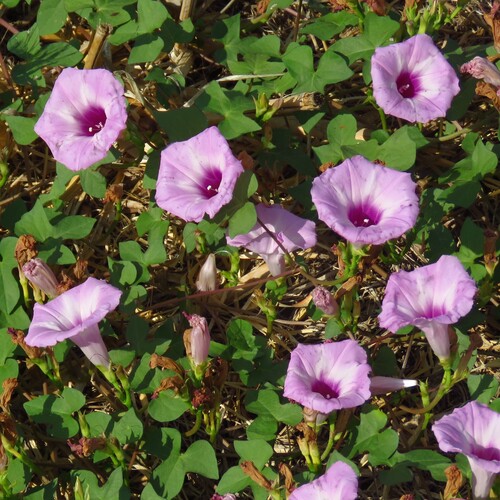 Ipomoea cordatotriloba, photograph 1