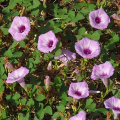 Ipomoea cordatotriloba, photograph (c) Annika Lindqvist, some rights reserved (CC BY)