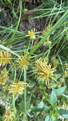 Cyperus strigosus, photograph (c) The Wrong Industry, some rights reserved (CC BY)