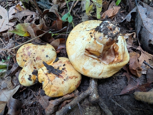 Leathery-veiled Bolete