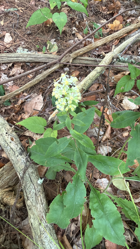 Solidago bicolor, photograph 6