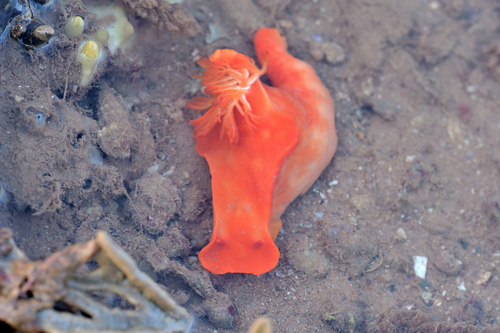Three-lobed T-bar Nudibranch